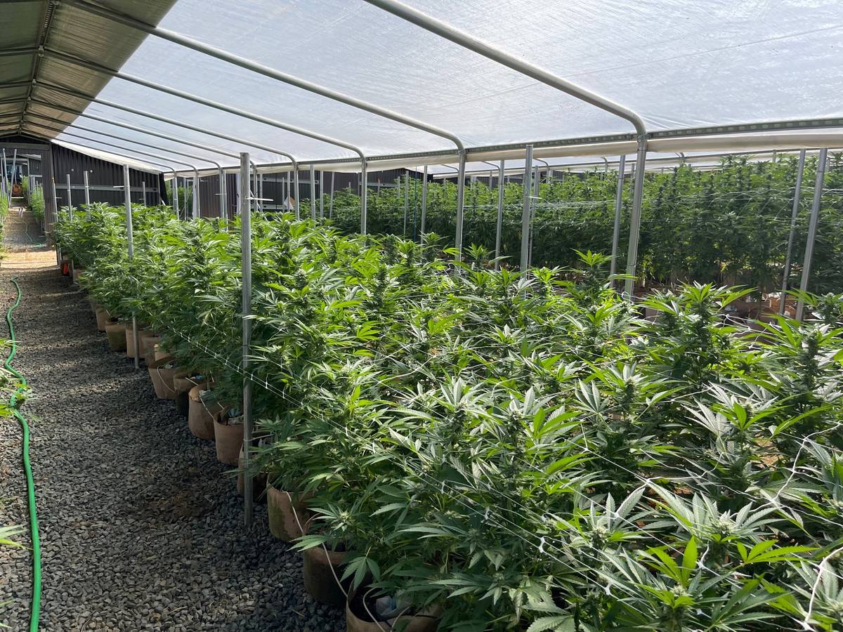 2 RESIDENCES with LICENSED ACTIVE CANNABIS FARM FOR RENT